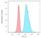 Keratin 8 antibody, GTX34663, GeneTex, Flow Cytometry image 