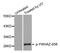 Tyrosine 3-Monooxygenase/Tryptophan 5-Monooxygenase Activation Protein Zeta antibody, STJ22447, St John