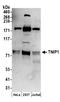 TNFAIP3 Interacting Protein 1 antibody, A304-508A, Bethyl Labs, Western Blot image 