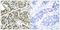 BRCA1 DNA Repair Associated antibody, LS-C118067, Lifespan Biosciences, Immunohistochemistry frozen image 