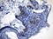 Colony Stimulating Factor 3 antibody, LS-C792567, Lifespan Biosciences, Immunohistochemistry paraffin image 
