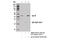 Spi-B Transcription Factor antibody, 14337S, Cell Signaling Technology, Immunoprecipitation image 