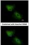 C-X-C Motif Chemokine Ligand 16 antibody, PA5-30786, Invitrogen Antibodies, Immunofluorescence image 