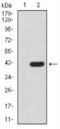 JHDM1B antibody, NBP2-52466, Novus Biologicals, Western Blot image 