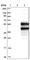 Sorting Nexin 16 antibody, HPA024731, Atlas Antibodies, Western Blot image 