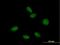 Mago Homolog B, Exon Junction Complex Subunit antibody, H00055110-B01P, Novus Biologicals, Immunofluorescence image 