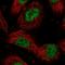 DEAH-Box Helicase 40 antibody, HPA044350, Atlas Antibodies, Immunofluorescence image 