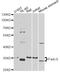 Fas Ligand antibody, STJ23630, St John