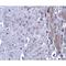 Matrilin 4 antibody, LS-C108492, Lifespan Biosciences, Immunohistochemistry frozen image 