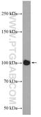 Dishevelled Associated Activator Of Morphogenesis 2 antibody, 25206-1-AP, Proteintech Group, Western Blot image 