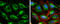 Succinate Dehydrogenase Complex Flavoprotein Subunit A antibody, GTX632636, GeneTex, Immunofluorescence image 