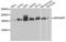 Rho GTPase Activating Protein 5 antibody, LS-C332668, Lifespan Biosciences, Western Blot image 