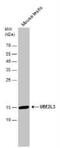 UBE2L3 antibody, NBP1-30995, Novus Biologicals, Western Blot image 