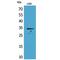 Osteoglycin antibody, LS-C387062, Lifespan Biosciences, Western Blot image 