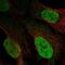 AF4/FMR2 Family Member 3 antibody, NBP2-54913, Novus Biologicals, Immunofluorescence image 