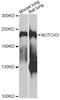 Notch Receptor 3 antibody, LS-C748568, Lifespan Biosciences, Western Blot image 