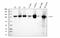 Staphylococcal Nuclease And Tudor Domain Containing 1 antibody, M02602-2, Boster Biological Technology, Western Blot image 