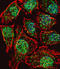 Teashirt Zinc Finger Homeobox 2 antibody, LS-B9329, Lifespan Biosciences, Immunofluorescence image 