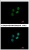 Zwilch Kinetochore Protein antibody, NBP2-21057, Novus Biologicals, Immunofluorescence image 