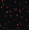 Toll Like Receptor 3 antibody, PA5-20184, Invitrogen Antibodies, Immunofluorescence image 