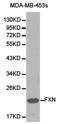 Frataxin antibody, LS-C192778, Lifespan Biosciences, Western Blot image 