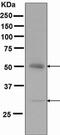Autophagy Related 5 antibody, ab109490, Abcam, Western Blot image 