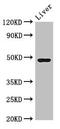 TAFI antibody, LS-C677585, Lifespan Biosciences, Western Blot image 