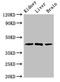 Kruppel Like Factor 12 antibody, LS-C678451, Lifespan Biosciences, Western Blot image 