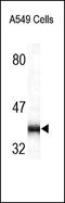 ADP Ribosylation Factor Interacting Protein 2 antibody, 252083, Abbiotec, Western Blot image 