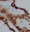 TUB Like Protein 4 antibody, FNab09110, FineTest, Immunohistochemistry frozen image 