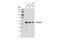 T antibody, 81694S, Cell Signaling Technology, Western Blot image 