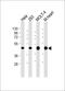 Methylenetetrahydrofolate Dehydrogenase (NADP+ Dependent) 2, Methenyltetrahydrofolate Cyclohydrolase antibody, M06465, Boster Biological Technology, Western Blot image 