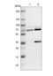 SUMO Specific Peptidase 1 antibody, NBP1-89553, Novus Biologicals, Western Blot image 