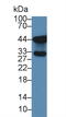 Na(+)/H(+) exchange regulatory cofactor NHE-RF2 antibody, MBS2026920, MyBioSource, Western Blot image 