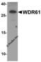 WD Repeat Domain 61 antibody, 7985, ProSci, Western Blot image 