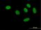 General Transcription Factor IIF Subunit 2 antibody, H00002962-B01P, Novus Biologicals, Immunocytochemistry image 