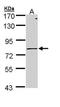 Polymeric Immunoglobulin Receptor antibody, orb69928, Biorbyt, Western Blot image 