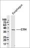 C-X3-C Motif Chemokine Ligand 1 antibody, orb10489, Biorbyt, Western Blot image 