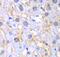Fumarylacetoacetate Hydrolase antibody, FNab02948, FineTest, Immunohistochemistry paraffin image 