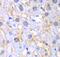 Fumarylacetoacetase antibody, FNab02948, FineTest, Immunohistochemistry paraffin image 