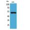 Keratin 8 antibody, LS-C387100, Lifespan Biosciences, Western Blot image 