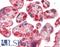 Hemopexin antibody, LS-B12947, Lifespan Biosciences, Immunohistochemistry paraffin image 