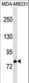 Cyclin And CBS Domain Divalent Metal Cation Transport Mediator 3 antibody, LS-C157653, Lifespan Biosciences, Western Blot image 