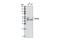 CD79a antibody, 3351S, Cell Signaling Technology, Western Blot image 