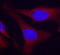 Protein Tyrosine Phosphatase Non-Receptor Type 6 antibody, LS-C336069, Lifespan Biosciences, Immunofluorescence image 