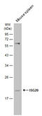 Interferon-stimulated gene 20 kDa protein antibody, GTX114499, GeneTex, Western Blot image 