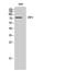 Guanylate Binding Protein 4 antibody, A11011, Boster Biological Technology, Western Blot image 