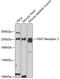 Kinase Insert Domain Receptor antibody, 19-754, ProSci, Western Blot image 