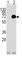 Acyl-CoA Oxidase 1 antibody, abx031616, Abbexa, Western Blot image 