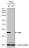 Y-Box Binding Protein 1 antibody, PA5-78094, Invitrogen Antibodies, Western Blot image 